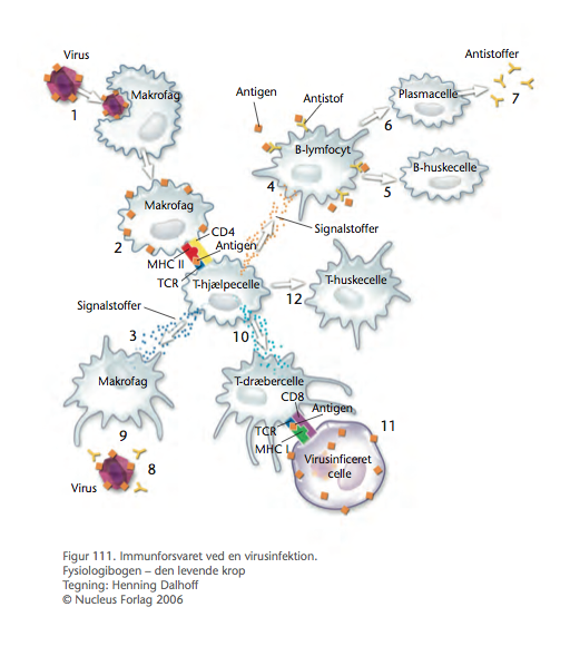 immunforsvarets opbygning og funktion immunforsvarets opbygning og funktion